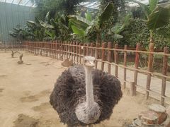 -呀路古热带植物园