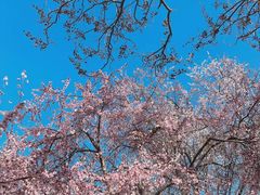 -桃花堤公园