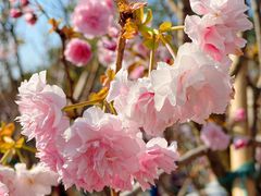 -天适樱花悠乐园