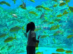 -芜湖新华联大白鲸海洋公园