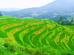 -紫鹊界梯田景区