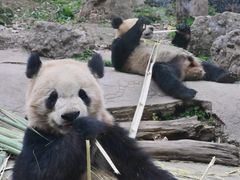 -都江堰中华大熊猫苑
