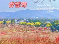 -香雪海