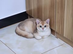 -派多格宠物·购宠(靛厂路店)