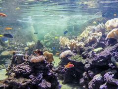 -迪拜水族馆及水下动物园