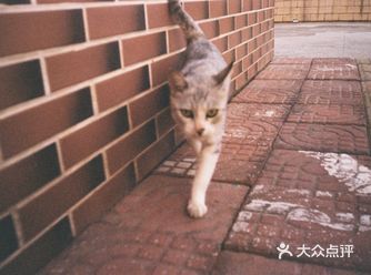 白色的那只是流浪猫，应该是一只和主人走失的流浪猫