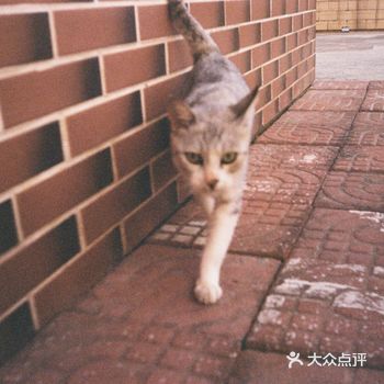 白色的那只是流浪猫，应该是一只和主人走失的流浪猫