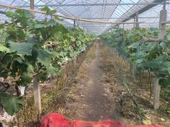 -马陆小张葡萄园农家乐