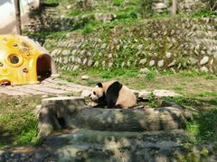 -中国大熊猫保护研究中心雅安碧峰峡基地