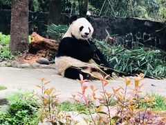 -都江堰中华大熊猫苑