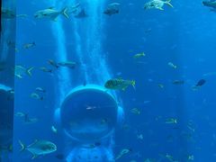 -亚特兰蒂斯•OSSIANO奥西亚诺海底餐厅