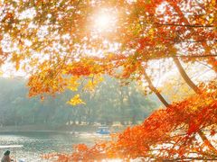 -上海共青森林公园