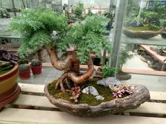 -龙大花卉苗木市场