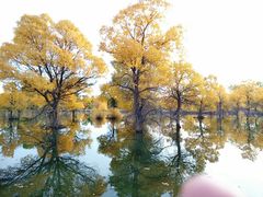 -金塔沙漠胡杨林景区