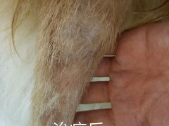 -芭比堂宠物医院·全科爱猫医院·仁德分院