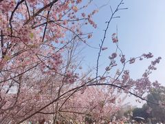-武汉大学-樱园