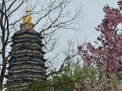 -红梅公园