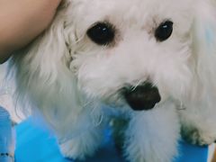 -博特宠物医院24h犬猫全科.骨科·异宠