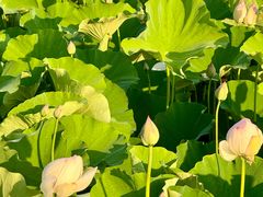 -梁鸿国家湿地公园