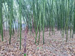 -兰亭风景区