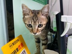 -半岛宠物医院24小时(科华中路店)