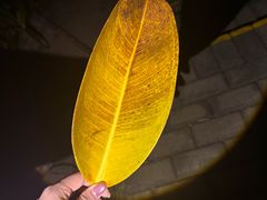 -呀诺达热带雨林