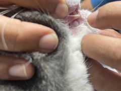 -A猫a狗全科·犬猫异宠·芥西宠物医院(南开总院)