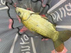 -酷鱼垂钓CLUB(朝阳区博大路店 )