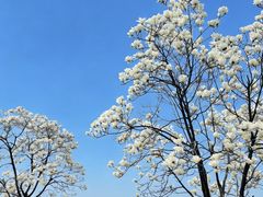 -品鲜村农家菜·阳澄湖大闸蟹(总店)