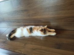 -猫岛主趣味餐厅(鼓浪屿店)