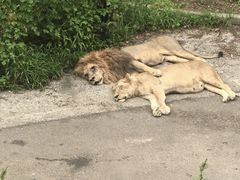 -大连森林动物园