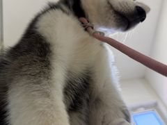 -小叮当动物医院·骨科·眼科