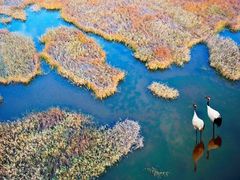 -盐城丹顶鹤湿地生态旅游区