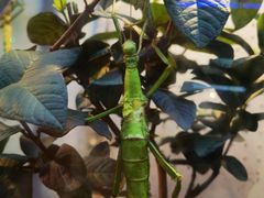 -上海大自然野生昆虫馆(东方明珠·爬宠昆虫探索中心)