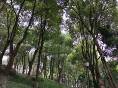 -重庆市江北嘴中央商务区中央公园