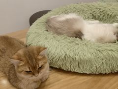 -有喵·猫咖·狗咖·30几只猫10只小狗(岗厦店)