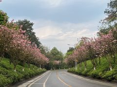 -铁山坪森林公园