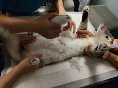-纳吉亚猫专科动物医院·北北分院