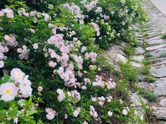 -鬼笑石后山停车场
