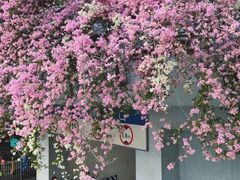 -深圳仙湖植物园