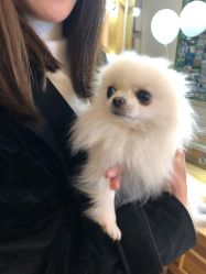 -绿皮火车照相馆 婚纱照旅拍(厦门店)