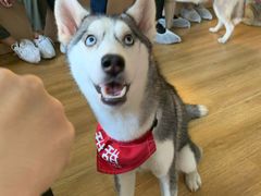 -Husky Go! 哈士奇体验馆·宠物咖啡厅狗咖