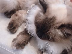 -啵啵喵·猫咖(攀华国际店)