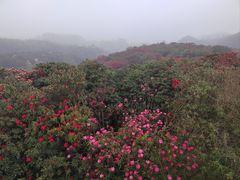 -贵州百里杜鹃风景名胜区