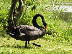 -鲤鱼洲酒店港鲤咖啡厅