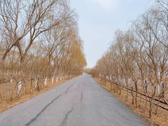 -西青郊野公园