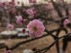 -石家庄市植物园