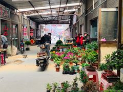 -中环花鸟鱼虫市场