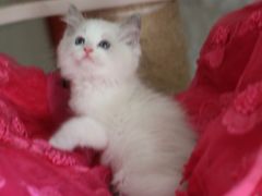 -Bastet sally猫舍购宠(静安店)