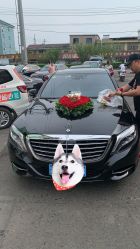 -宁波甬诚婚车(新典路店)